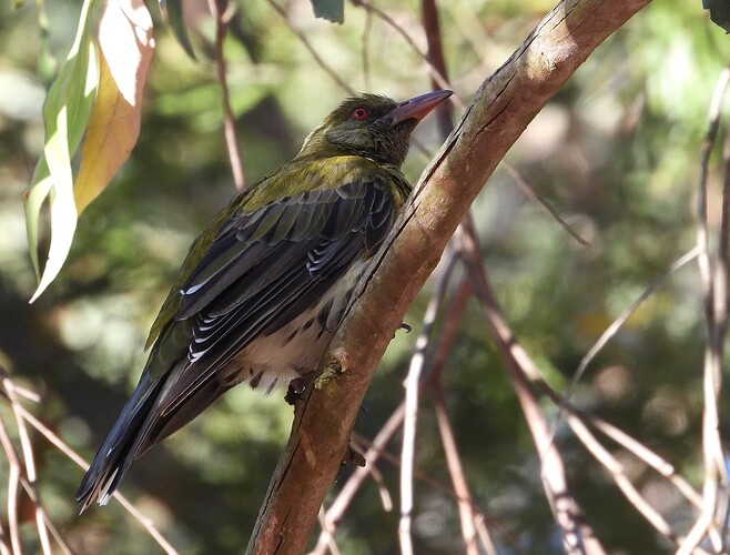 Olive-backed oriole Balbirooroo 18-2 2