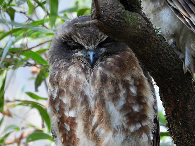 Australian Boobook Main Ridge 10-2-26 2