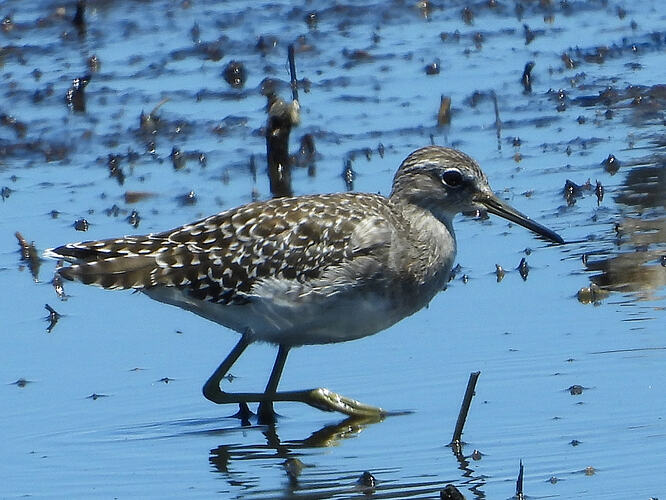 Wood Sandpiper WTP 5-1-26 1