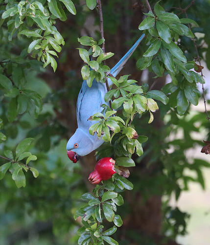 Indian Ringneck parrot