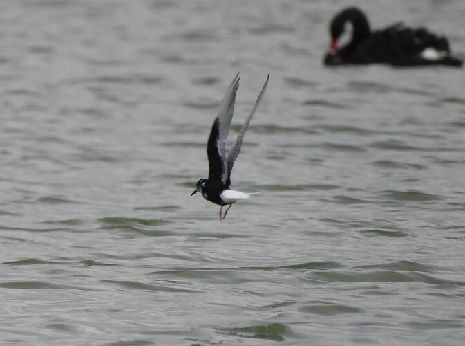 White-winged Black Tern WTP C 14-4 1