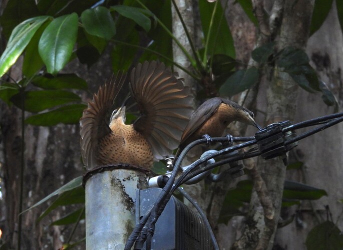 Victoria's Riflebird Lake Eacham 29-8 1(1)