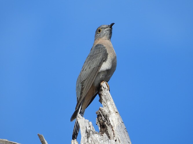 Fan-tailed Cuckoo Coolart 11-4