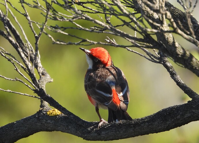 Crimson Chat Point Nepean 11-3 6 this one