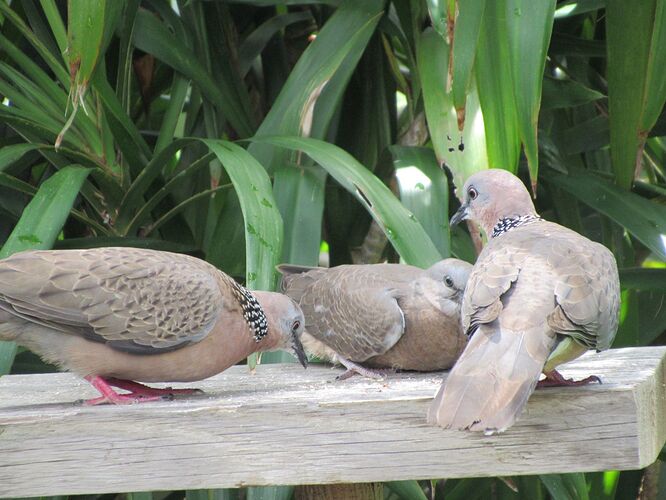 Spotted Doves