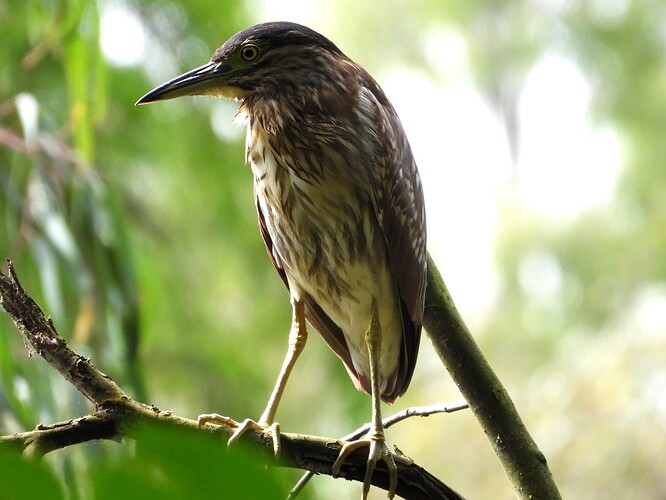 Nankeen Night-Heron Botanic Gardens Melbourne 25-1 3