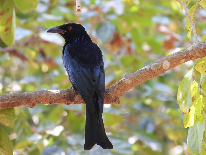 Spangled Drongo Lee Point 17-8-24