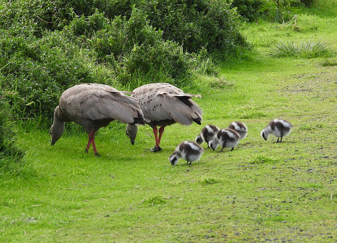 Cape Barren geese and chicks The Nobbies 15-7-26