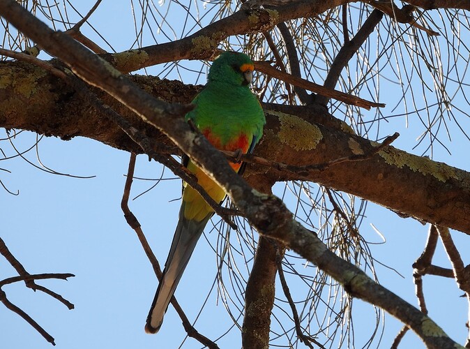 Mulga Parrot Yarrara 7-5 1