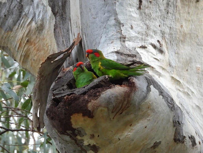 Musk Lorikeets Swan Hill 29-7