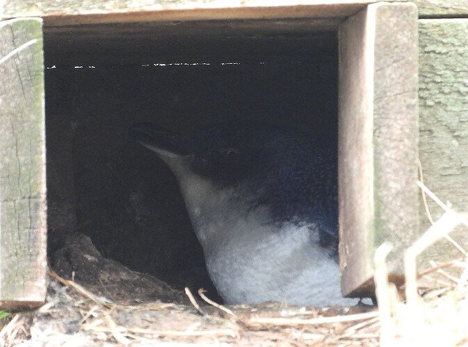 Little Penguin The Nobbies 19-7 1