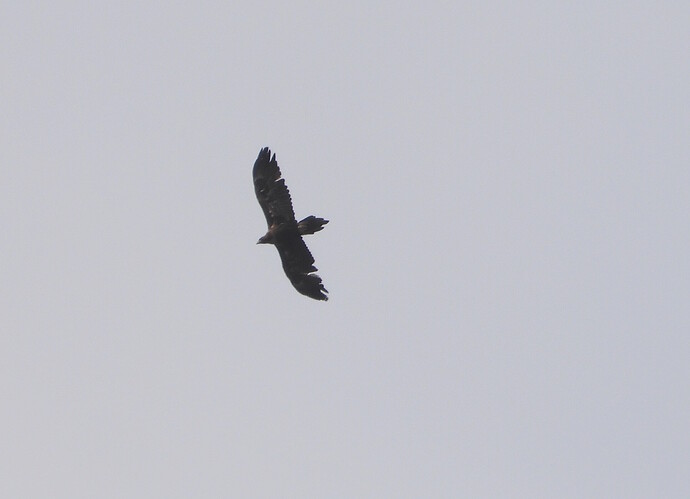 Wedge-tailed Eagle Hastings 28-3 1