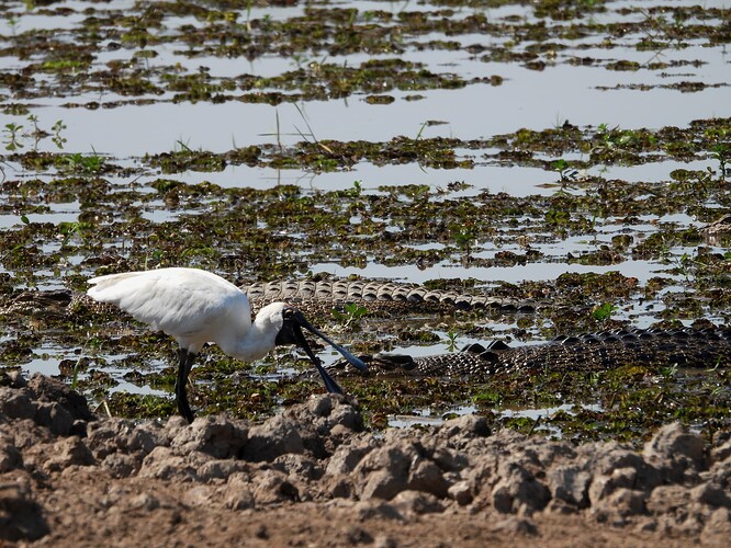 Royal Spoonbill with crocs Yellow Water Kakadu 19-8