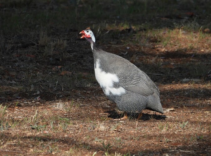 guineafowl Charlton 7-10 2