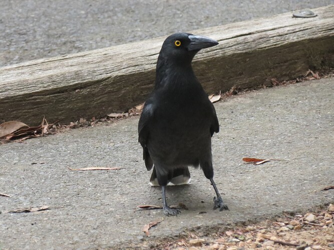 pied currawong 2(1)