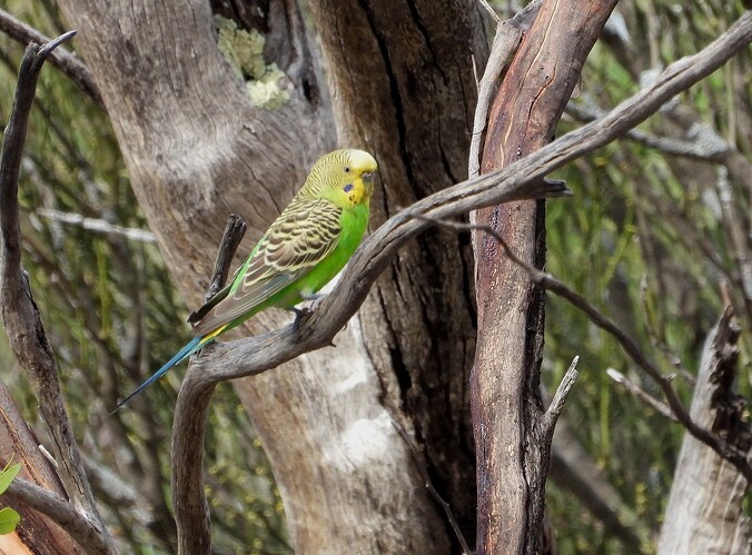 Budgerigar Goschen 10-12 1