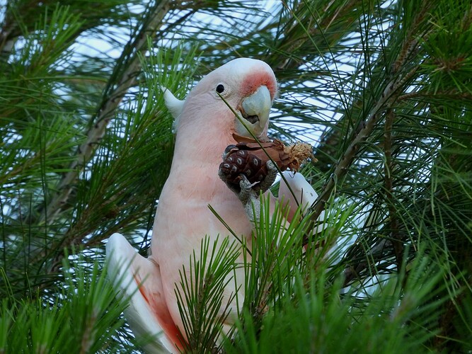 Pink Cockatoo Ouyen 12-12 4