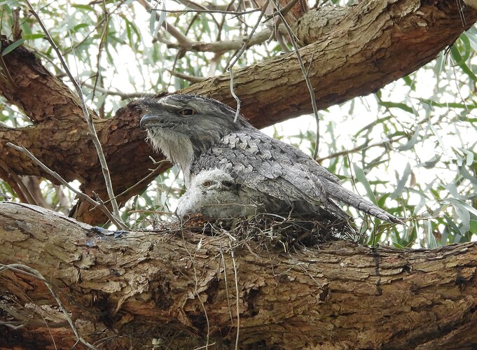 Tawny Frogmouth - ours 4-11-23