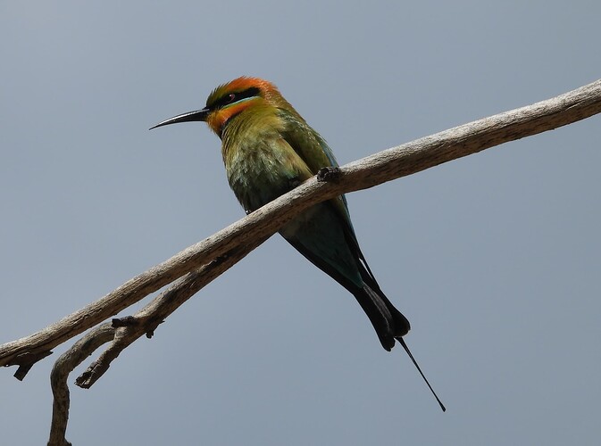 Rainbow Bee-eater Glenrowan 25-10 3