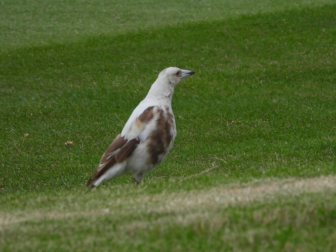 Leucistic Magpie Flinders Golf Course 6-12