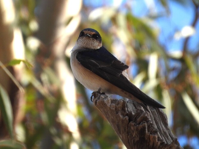 Tree Martin Mt Terrick Terrick 16-5 1