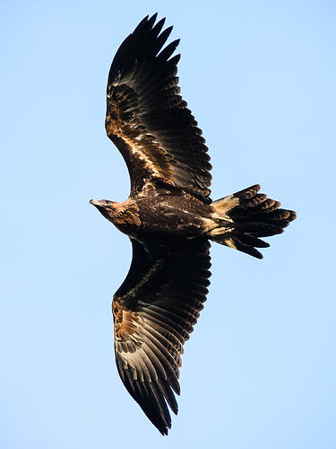 Wedgies at Grand Ridge-6104-4