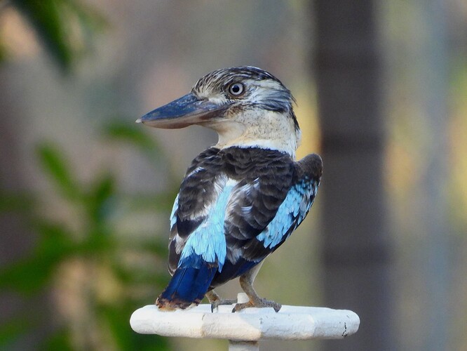 Blue-winged Kookaburra Jabiru 18-8-24 1