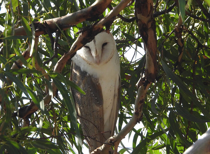 Barn Owl Stony Point 19-4-26 2