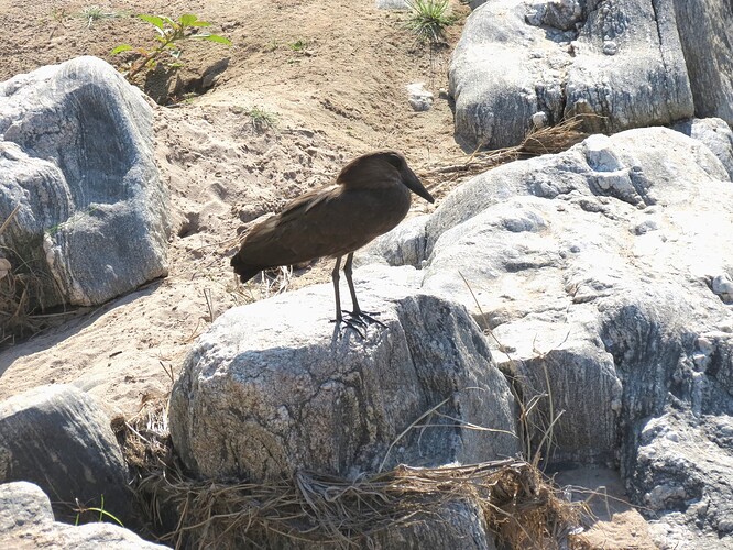 Hamerkop Tarangire Tanzania 2012(1)