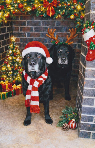 Duchess & Rosie, Christmas 2025