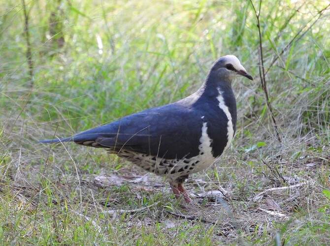 Wonga Pigeon Gipsy Point 19-3 1