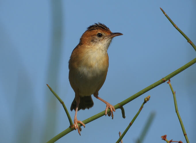 Golden-headed Cisticola WTP 5-1-26 1