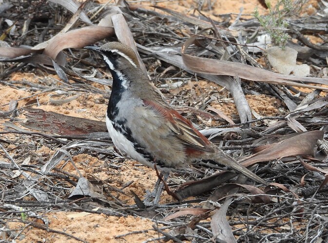 Chestnut Quail-Thrush Hattah 20-10 1(2)