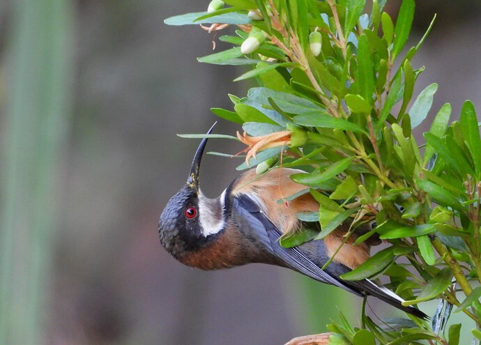 Eastern Spinebill front yard 24-2 1(1)