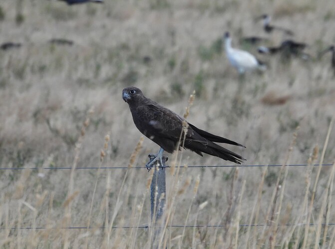 Black Falcon WTP 16-2 1