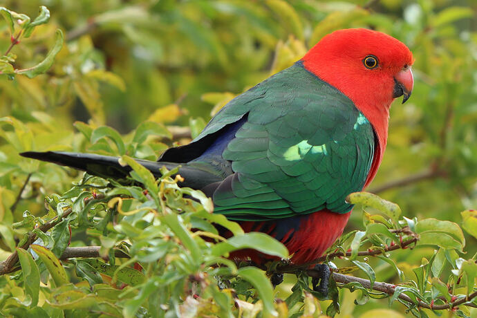King Parrot