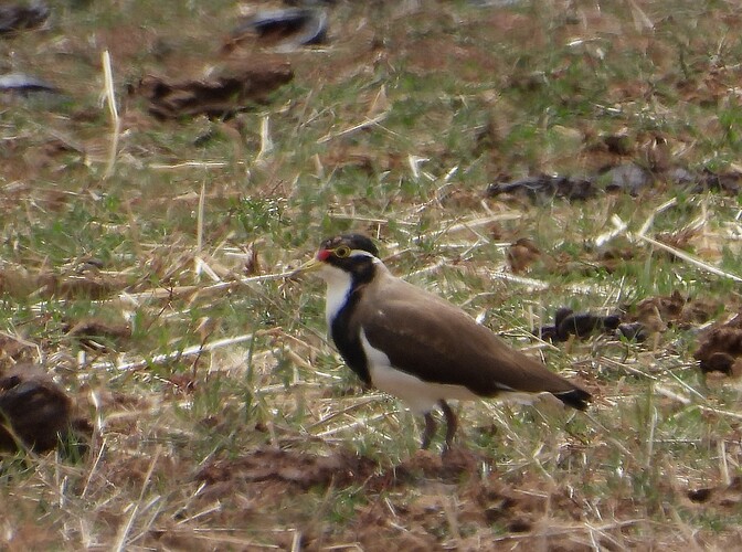 Banded Lapwing Beach Rd 16-2 1