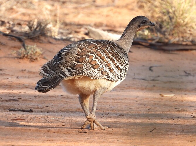 Malleefowl Hattah 10-10 3