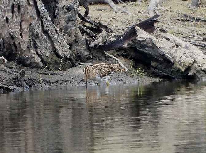 Lathams Snipe Mt Martha 9-2 3