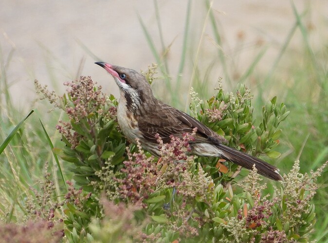 Spiny-cheeked Honeyeater Flinders 22-1 2(1)