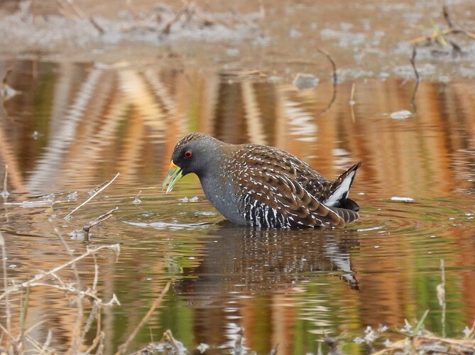 Australian Crake BE 18-2 5