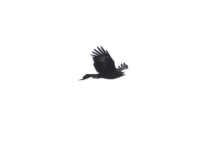 Wedge-tailed Eagle SP 2