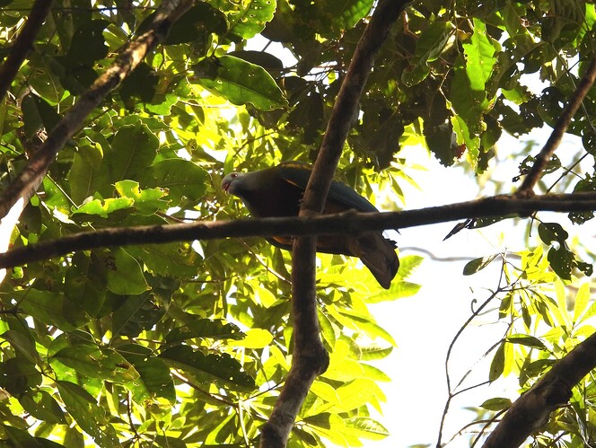 Wompoo Fruit-Dove Crater Lakes RC 31-8 2