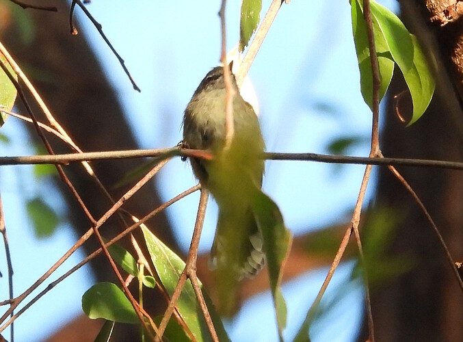 Brown Gerygone Mortimers Paddock Mallacoota 19-3 1