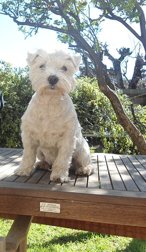ollie on table