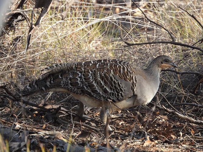 Malleefowl Hattah 10-10 1