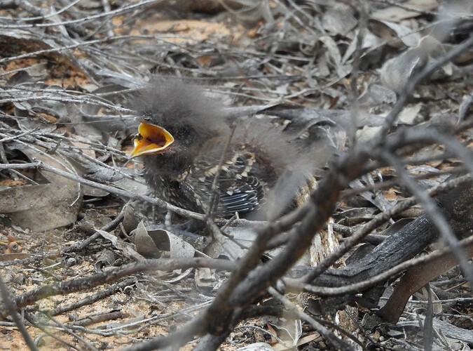 Chestnut Quail-Thrush Hattah chick 20-10 3