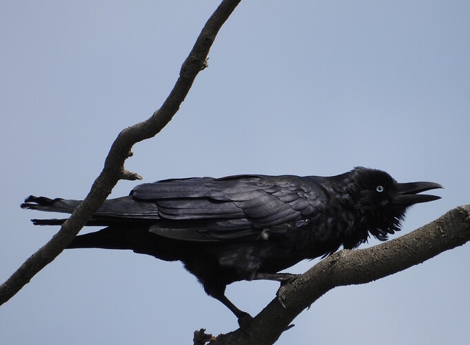 Forest Raven Apollo Bay 18-2-25 3