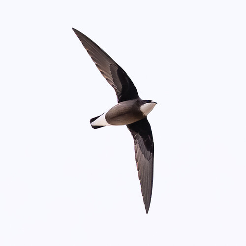 White-throated Needletail_3913-2