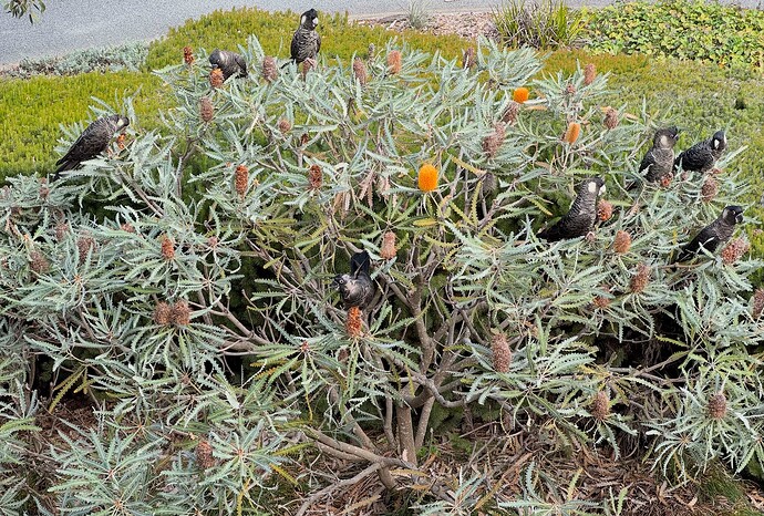 Black cockatoos